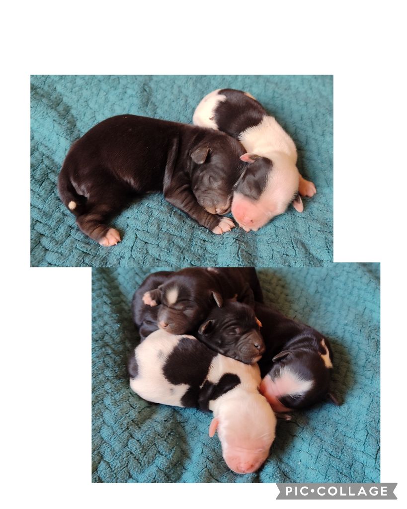 Chiot Terrier Tibetain Du vent levant