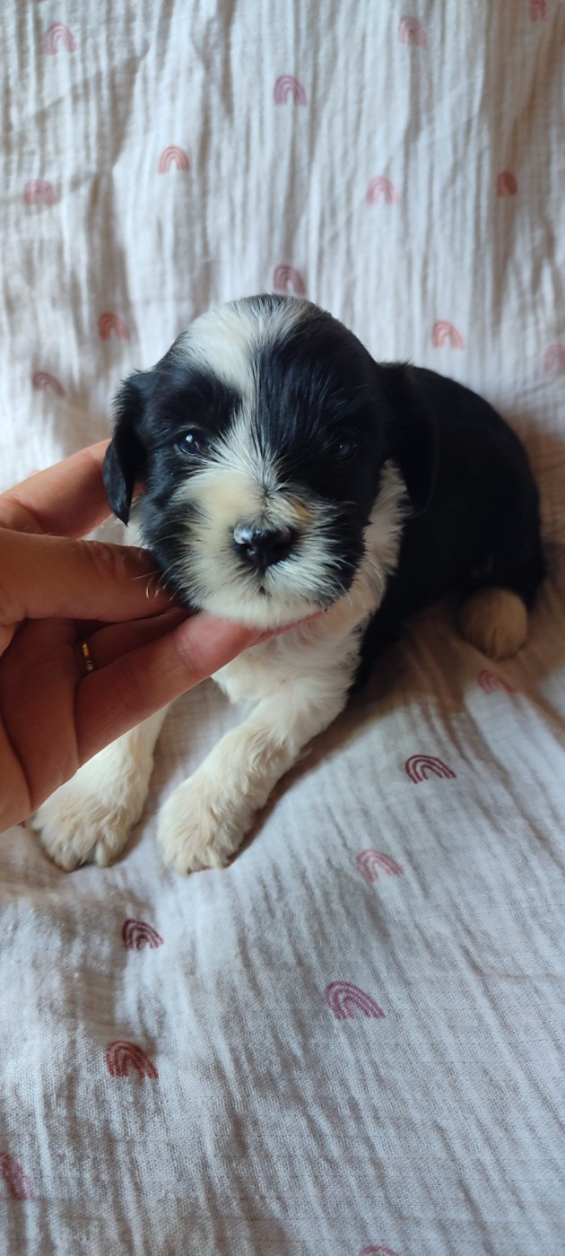 Du vent levant - Chiots disponibles - Terrier Tibetain