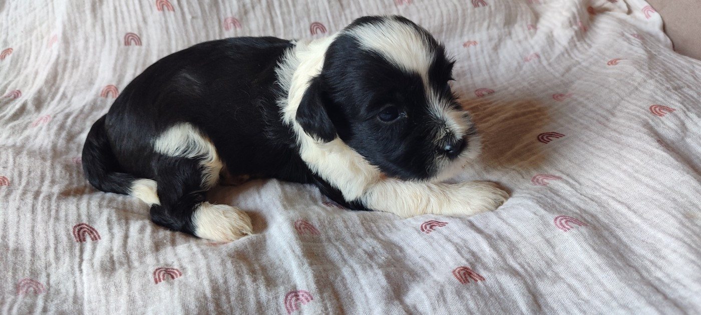 Du vent levant - Chiots disponibles - Terrier Tibetain
