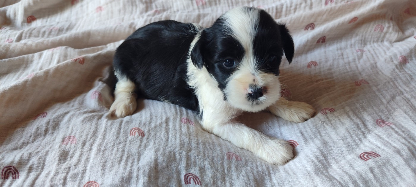 Du vent levant - Chiots disponibles - Terrier Tibetain