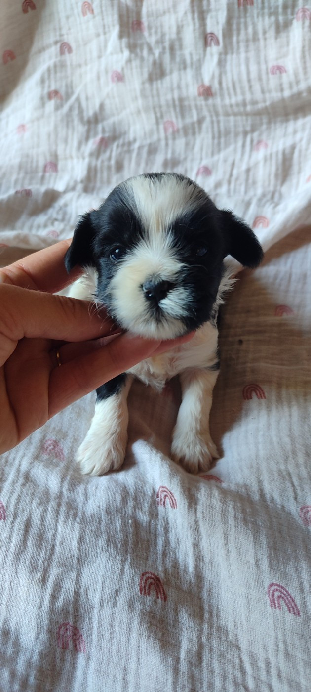 Du vent levant - Chiots disponibles - Terrier Tibetain