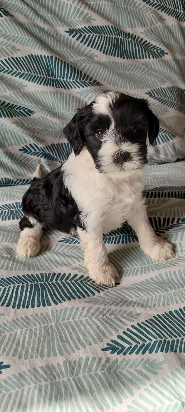 Du vent levant - Chiots disponibles - Terrier Tibetain
