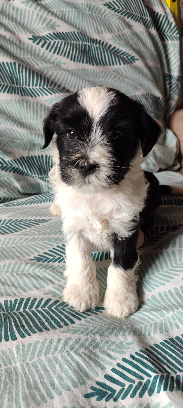 Du vent levant - Chiots disponibles - Terrier Tibetain