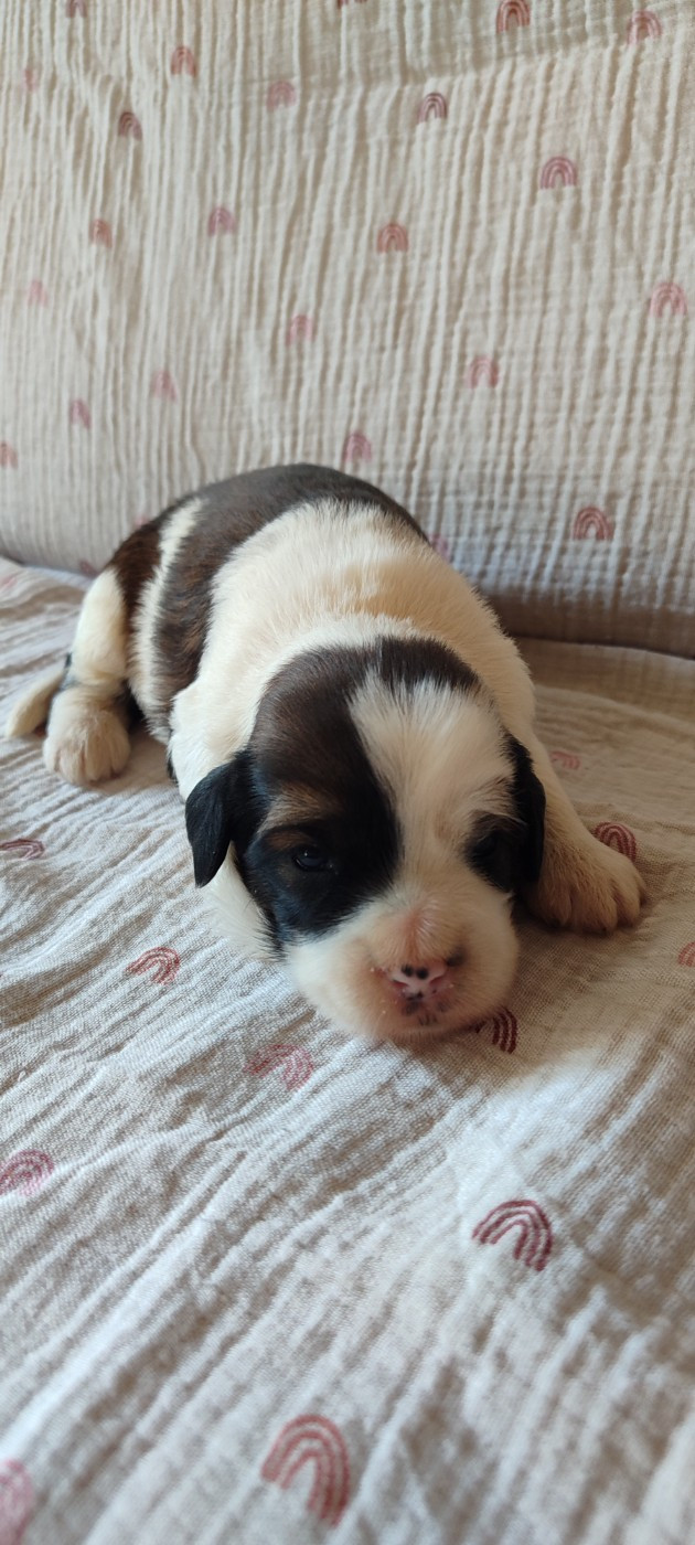 Du vent levant - Chiots disponibles - Terrier Tibetain