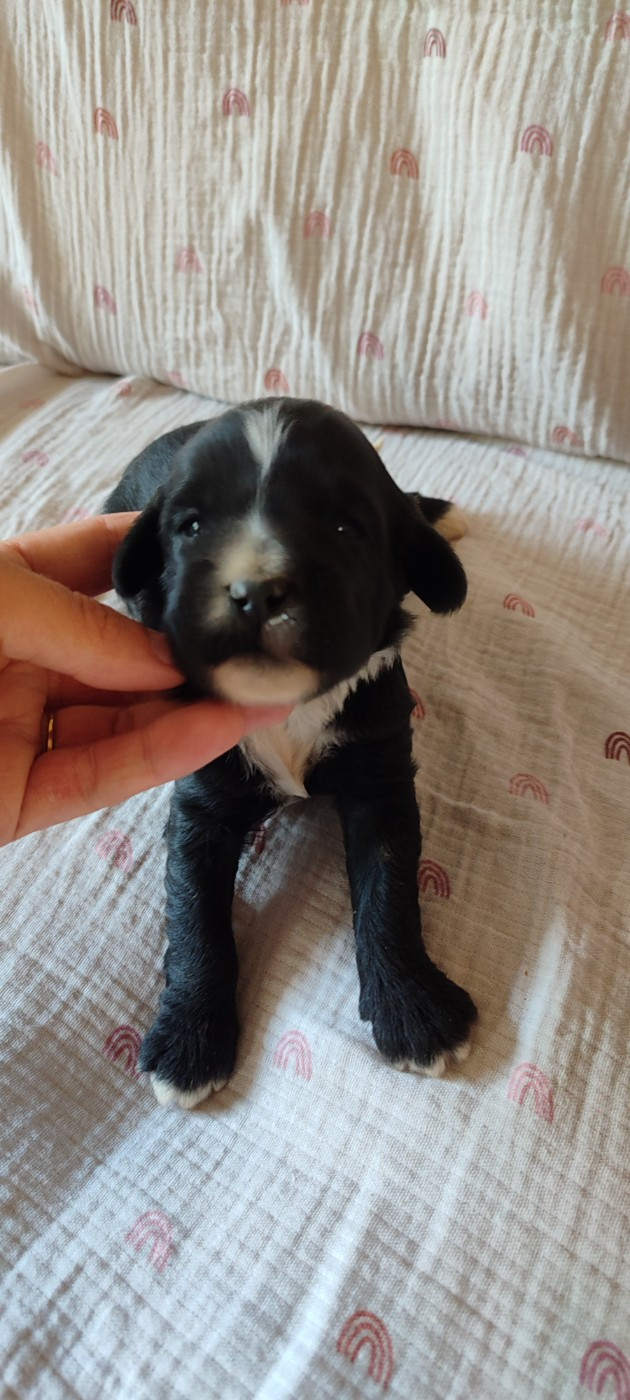 Du vent levant - Chiots disponibles - Terrier Tibetain