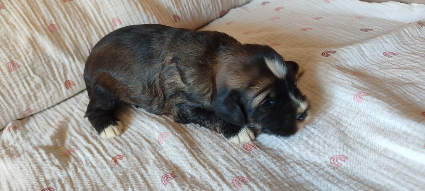 Du vent levant - Chiots disponibles - Terrier Tibetain