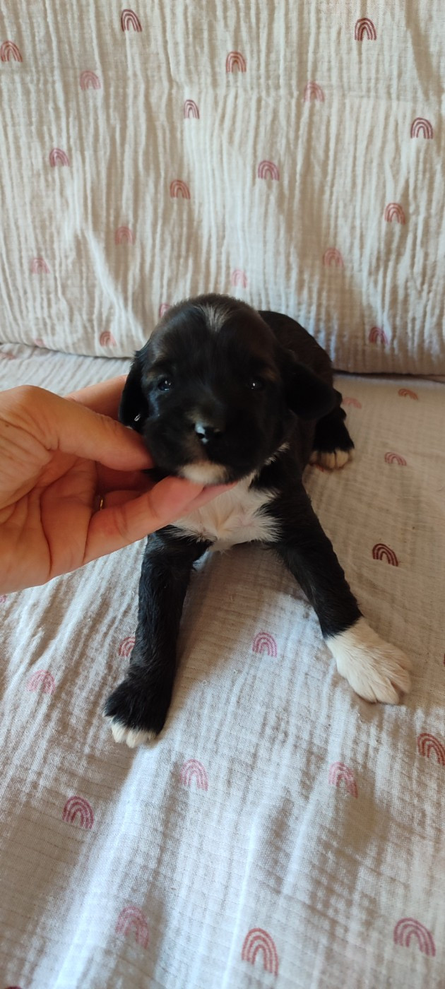 Du vent levant - Chiots disponibles - Terrier Tibetain