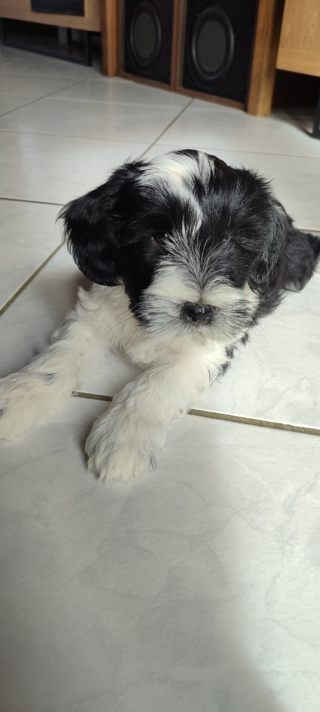 Du vent levant - Chiots disponibles - Terrier Tibetain