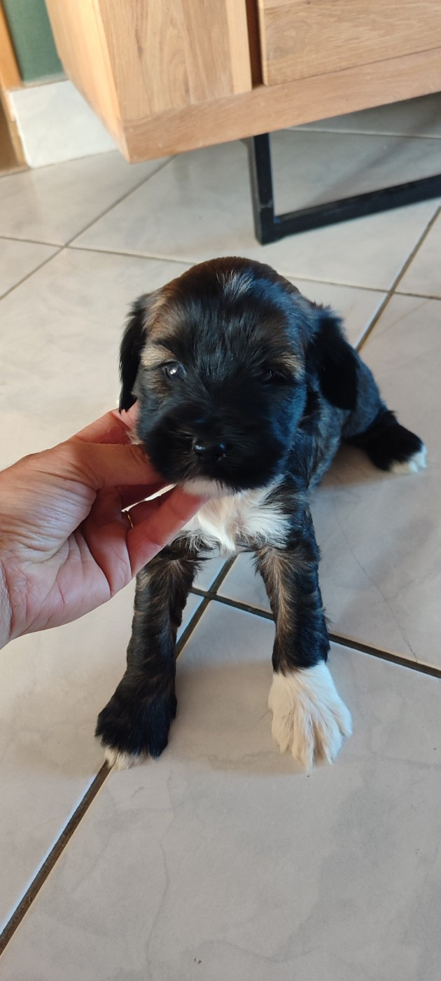 Du vent levant - Chiots disponibles - Terrier Tibetain