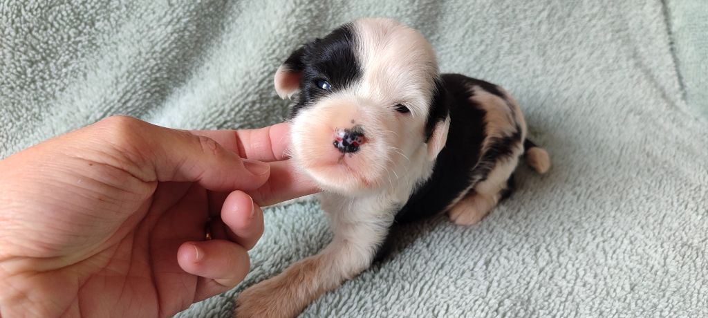 Du vent levant - Chiots disponibles - Terrier Tibetain