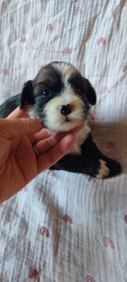 Chiot N°2